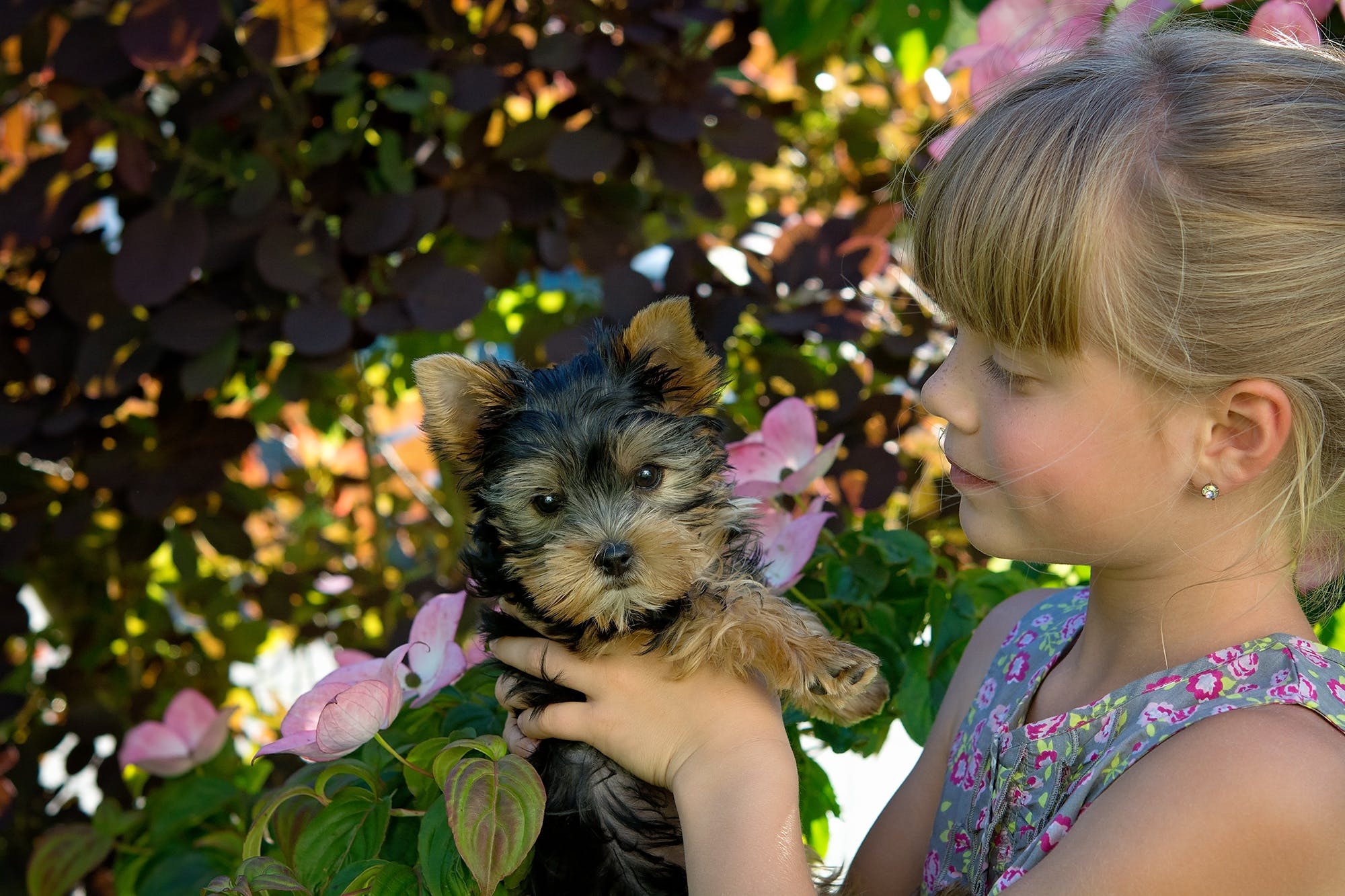 Kleines Mädchen mit Hund